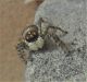 Salticidae (2).jpg