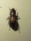 5°carabidae.JPG