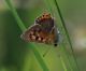 IMG_4335_Lyc_alciphron_Q_sm.JPG