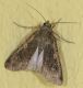 tempio300618 007mod.jpg