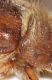 Melolonthidae dett2.JPG