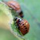 dorif_larva2.jpg