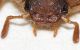 Melolonthidae dett3.JPG