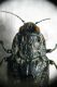 2018-07-06 17-56-14 (B,Radius8,Smoothing4).jpg