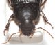 Carabidae ID2.JPG