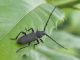 Ropalopus_clavipes (2).jpg