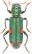 quadriguttatus-2.jpg
