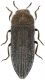 Acmaeodera.jpg