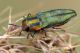 Anthaxia IMG_8341.jpg