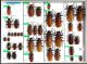 Cerambycidae Prioninae 3.JPG