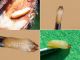 Psacothea_hilaris_larva_prob.jpg