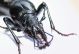 cychrus - Copia.jpg