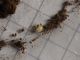 Amphimallon_sp_uova_misura.jpg