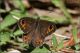 Lasiommata-sp-20170813-001-JOGf.jpg