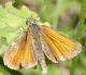 Unidentified_butterfly_Palù_del_Fersina_02.jpg