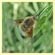 bombylius sp..JPG