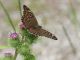 argynnis_paphia_valesina_ei_8831.jpg