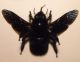Xylocopa valga 004 A.jpg