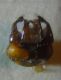 Xylocopa valga 007 A.jpg