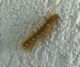 Larva-1.jpg