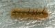 Larva-2.jpg