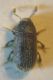 Phloeotribus 1 004 A.jpg