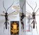 n° 4863 Cratichneumon sicarius M - Forum 1 (A4863M).jpg