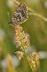 melitaea0367.jpg