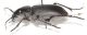 Carabidae Castelgiorgio OK2.JPG