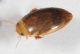 Laccophilus sp 0.JPG