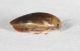 Laccophilus sp 2.JPG