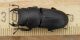 Dorcus 015.JPG