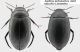 Agabus-melanarius-maschio-e-femmina.jpg
