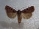 20180709 Agrotis sp Floresta Casa Cartolari.jpg