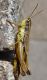 Unidentified_grasshopper_Palù_del_Fersina_02.jpg