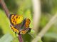 Lycaena_phaleas_s_2607.jpg