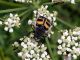2)Trichius_fasciatus_maschio.jpg