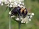 3)Trichius_fasciatus_maschio.jpg