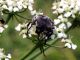 4)Trichius_fasciatus_maschio.jpg