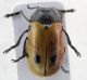 crisomelidae 4.jpg