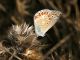 Polyommatus_sp_s_9670.jpg