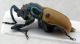 labidostomis 2.jpg