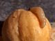 Plodia_interpunctella_Tignola_fasciata_del_grano_larve_attività_trofica (3).jpg