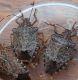 cimice asiatica1.jpg