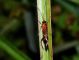 ichneumonidae 2.JPG