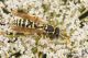 IMG_4286_Polistes_s.JPG