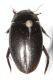 Agabus bipustulatus3.JPG