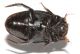 Agabus bipustulatus5.JPG