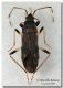 Dieuches armatipes, Foce Belice, 17.01.2009, per forum.jpg