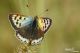 DSC_8508-4.jpg